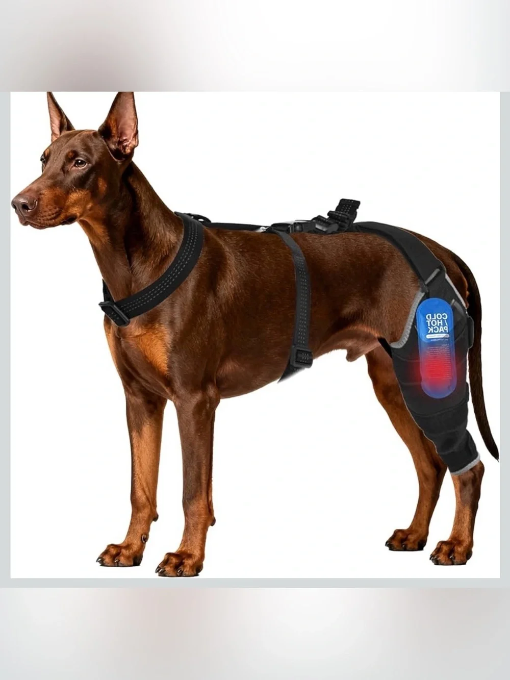 Dog Knee Brace For Back Leg -Canine Leg Wrap With Hot & Cold Gel Packs 1061/bb6